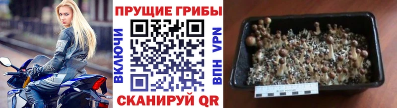 OMG ССЫЛКА  Зима  Псилоцибиновые грибы Cubensis 